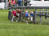 Dogobundi Basenji Th. Ernst (55)